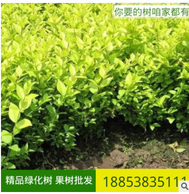 苗圃常年直銷大葉女貞樹苗 綠化道路 樹形好 好管理 女貞苗價格