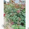 批發(fā)月季花苗 小葉大花鉆石月季小苗 湖南大葉豐花月季價格 量大