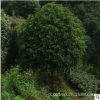 湖南桂花專業(yè)種植桂花樹 耐高溫不怕寒適各地種植 綠化苗木