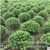 銷售老人葵 專業(yè)出售湖南老人葵各種熱帶植物 華盛頓葵價格