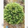 批發蚊母 中華文母小苗園林綠化 湖南小葉文母球價格