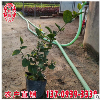 虎頭茉莉價格 福建地被苗虎頭茉莉報價 基地直供 地被綠化苗