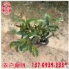紅背桂價格 紅背桂批發報價 園林景觀工程供應