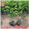 紅絨球小苗 紅絨球袋苗 紅絨球杯苗 各種規格供應 福建基地直供