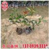 紅葉石楠移植苗 紅葉石楠容器苗 景觀苗木供應