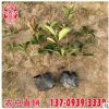 種植基地紅葉石楠供應 紅葉石楠價格 廠家批發 現貨批售