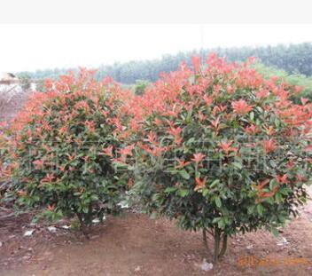 批發紅葉石楠球基地 南京紅葉石楠球報價 紅葉石楠球價格