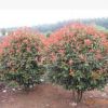 批發紅葉石楠球基地 南京紅葉石楠球報價 紅葉石楠球價格