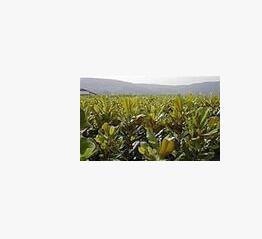 龍柏樹苗 南京龍柏基地價格