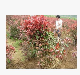 紅葉石楠價格 2021年紅葉石楠球價格