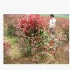 紅葉石楠價格 2021年紅葉石楠球價格