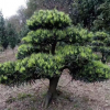 造型羅漢松