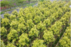 現在種植綠化苗木要掌握以下關鍵措施，少有不慎，就會當柴火燒