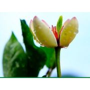 福建連城蘭花股份有限公司