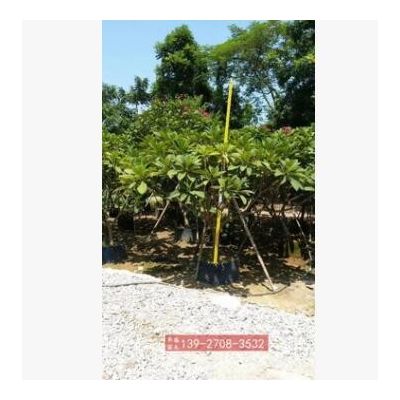 棣棠雞蛋花三月花地棠黃度梅金棣棠黃榆葉梅麻葉棣棠金錢花蜂棠花