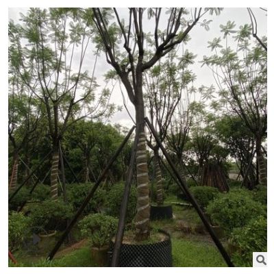 藍花楹樹基地批發蘭花庭院綠化樹