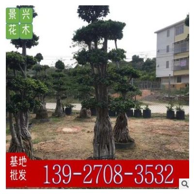 四季樹造型防護喬木盆栽榕樹特殊造型綠植