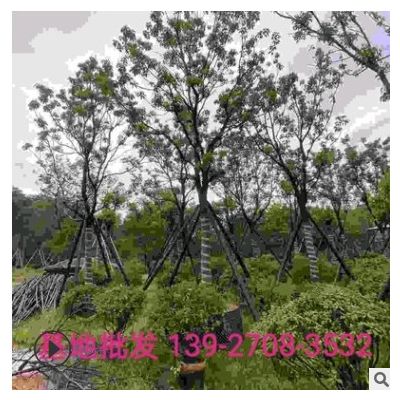 香樟樹移植樹基地批發(fā)