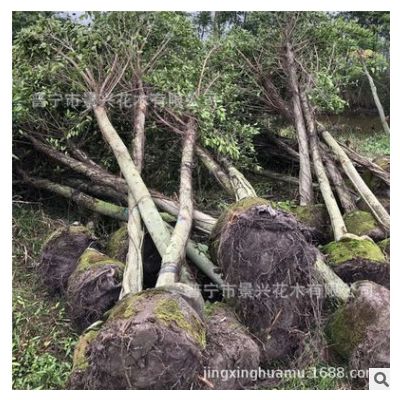 小葉榕樹