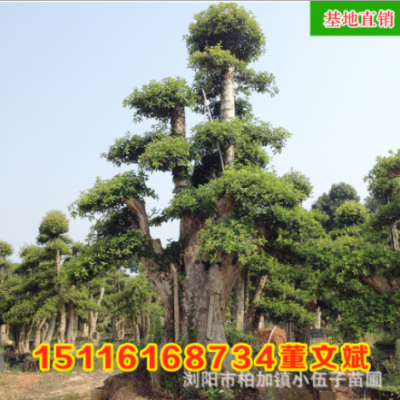 批發造型羅木石楠古樁樹 園林綠化工程苗木精品庭院常綠 基地直銷