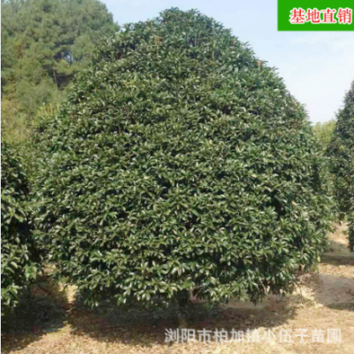 批發地籠桂花樹 大量供應園林綠化庭院工程苗木 湖南基地直銷