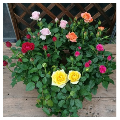 玫瑰花苗大花月季綠植物盆栽室內外桌面薔薇微型月季花卉陽臺盆栽