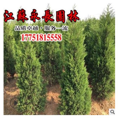 基地直供蜀檜苗綠化苗木四季常青庭院裝飾點綴規格齊全蜀檜苗