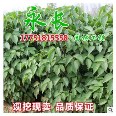 基地直供重陽木樹苗四季常青庭院種植觀賞凈化空氣規格齊全重陽木