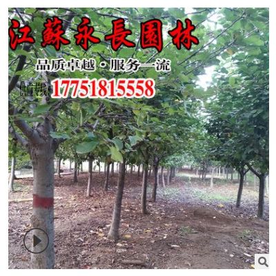 基地直供北美海棠樹苗綠化花木公園景區裝飾美化規格齊全北美海棠