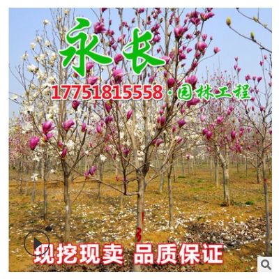 直供花玉蘭樹苗綠化花木氣味芳香室內盆栽裝飾美化規格齊全玉蘭