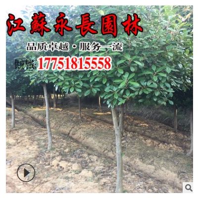 基地直供高桿石楠球庭院種植裝飾美化綠籬圍墻規格齊全獨桿石楠球