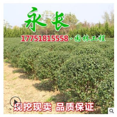 基地直供小葉女貞球綠化苗木四季常青公園裝飾規格齊全小葉女貞球