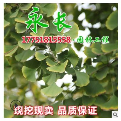 基地直供銀杏樹苗綠化苗木行道點綴四季常青凈化空氣銀杏樹苗