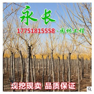 基地直供黃金槐庭院種植觀賞美化環境色塊綠籬規格齊全黃金槐