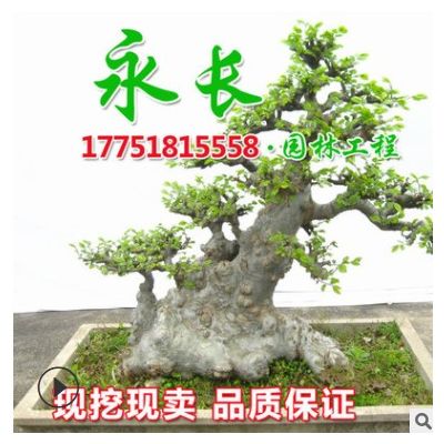 基地直供榆樹樹苗四季常青庭院種植盆栽裝飾點綴規(guī)格齊全榆樹樹苗