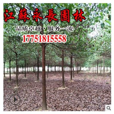 批發(fā)香樟樹 香樟樹苗 易成活 香樟苗 常綠苗木 規(guī)格齊全 量大價優(yōu)