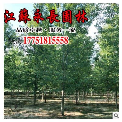 直供美國紅楓樹苗庭院種植工程綠化苗裝飾點綴規(guī)格齊全美國紅楓苗