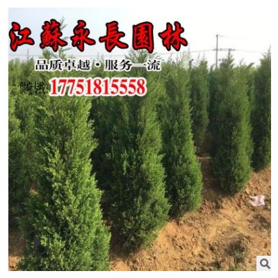 基地直供檜柏樹苗庭院種植四季常青裝飾美化規(guī)格齊全檜柏樹苗