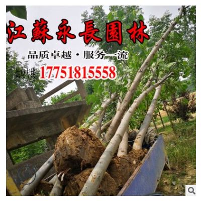 基地直供楓楊 楓楊樹苗 規(guī)格齊全 楓楊量大價優(yōu) 供園林綠化工程