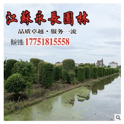 苗圃基地供應(yīng)紅葉石楠柱 四季常青籬笆綠化苗木 紅葉石楠柱批發(fā)