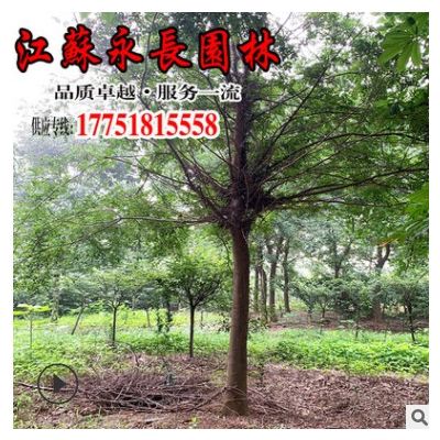 低價批發皂角樹 園林綠化苗木皂角樹苗根系發達易成活 工程綠化樹