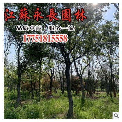 低價批發樸樹樹苗庭院種植觀賞盆栽裝飾點綴規格齊全樸樹樹苗