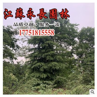 低價批發雪松樹苗 綠化苗木四季常青耐寒庭院觀賞規格齊全 雪松苗