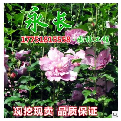 直供木槿花苗綠化花木氣味芳香庭院盆栽裝飾點(diǎn)綴規(guī)格齊全木槿樹(shù)苗