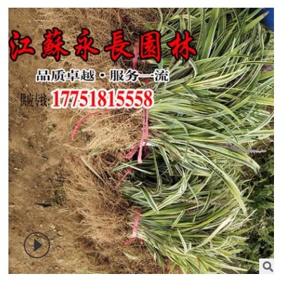 直供金邊麥冬草水生植物耐寒耐踐踏美化環(huán)境規(guī)格齊全金邊麥冬草