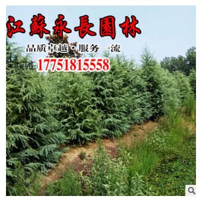 基地直供雪松樹苗綠化苗木四季常青耐寒庭院觀賞規格齊全雪松樹苗