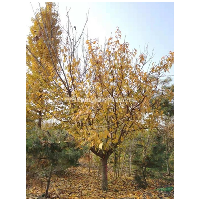 櫻花價格便宜 山東精品櫻花批發處理 今年櫻花山東便宜