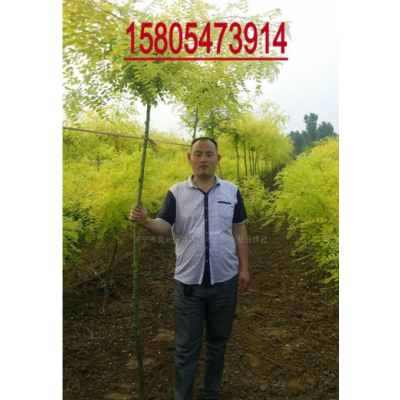 高桿金葉槐 新價格/高桿金葉槐報價
