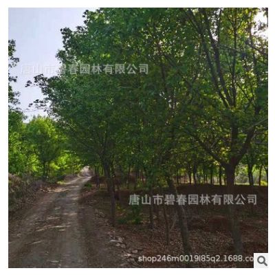 五角楓苗木