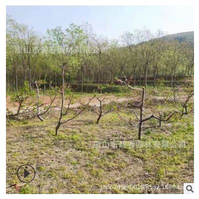 基地供應矮化嫁接桃樹 早熟產核桃樹苗新品種數量多